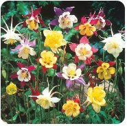 COLUMBINE / Aquilegia Earlybird MIX
