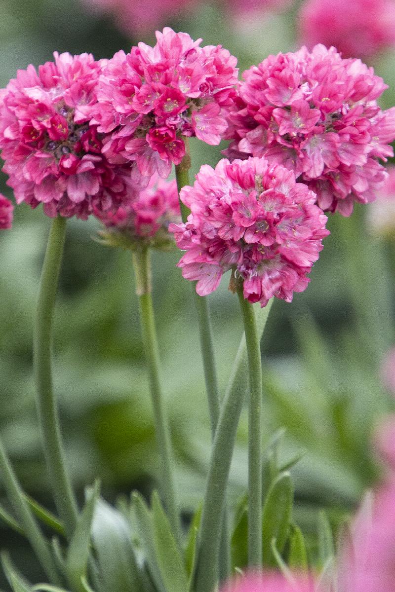 Armeria Maritima 'Splendens' Sea Thrift