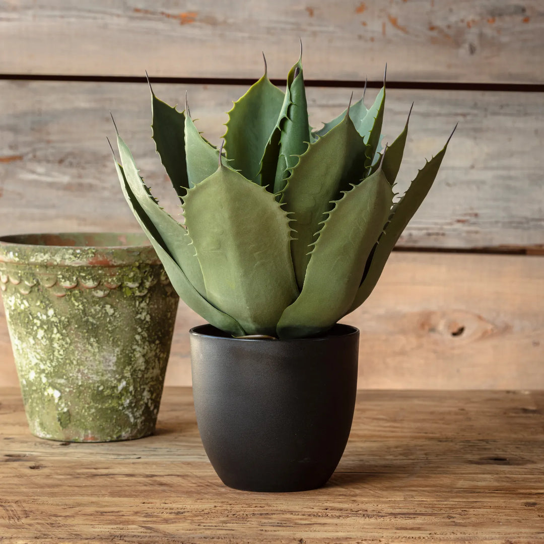 Potted Artichoke Agave