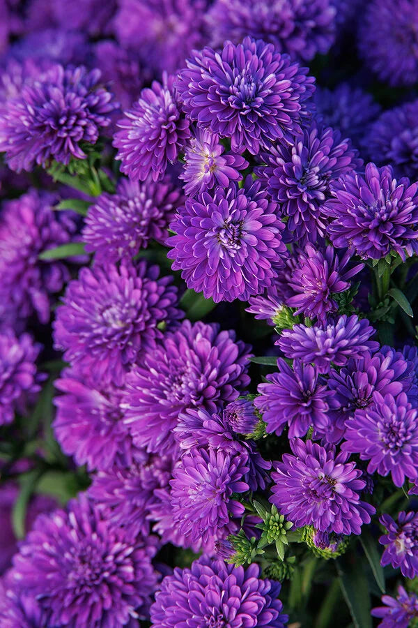 Showmakers Blue Bayou Aster