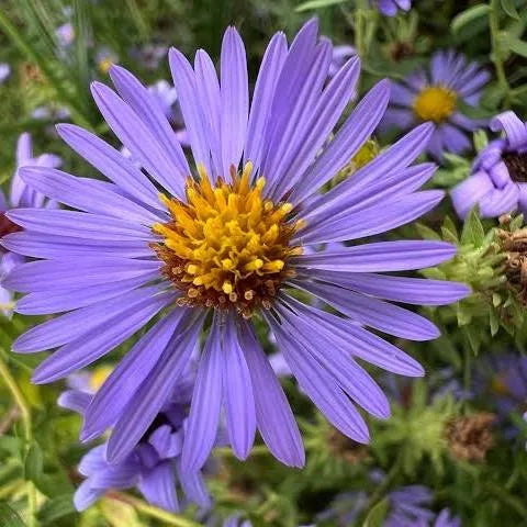 Aster Oblongifolius (Aromatic)