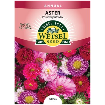 Aster Powderpuff Mix