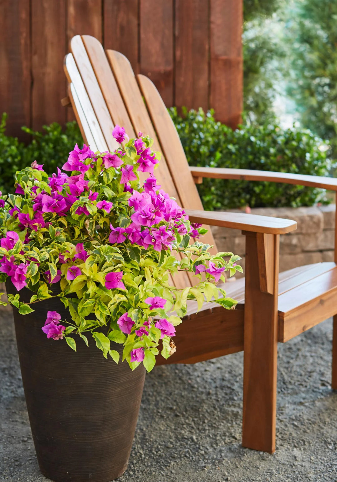 Potted Trandescantia