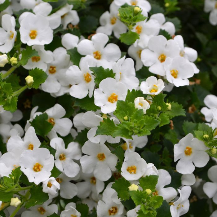 4" BACOPA WHITE