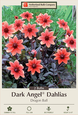 DAHLIA DARK ANGEL SERIES DRAGON BALL USPP19303