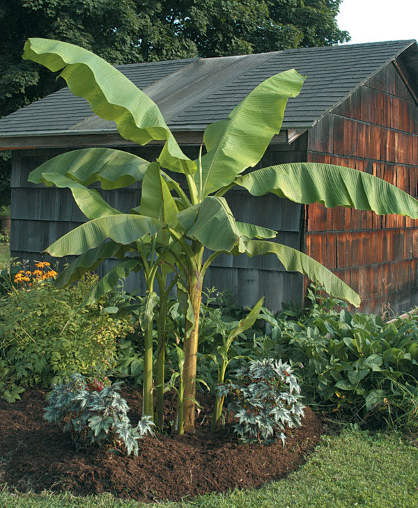 Banana Bajoo Hardy Banana Tree