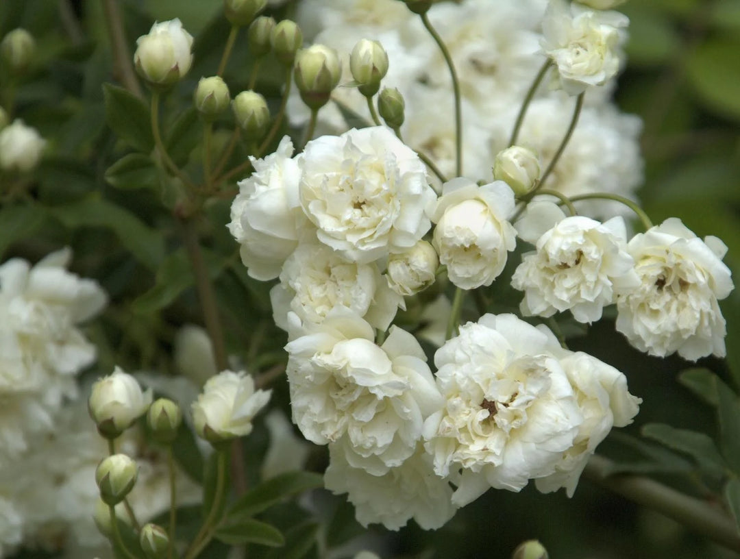 Lady Banks Rose