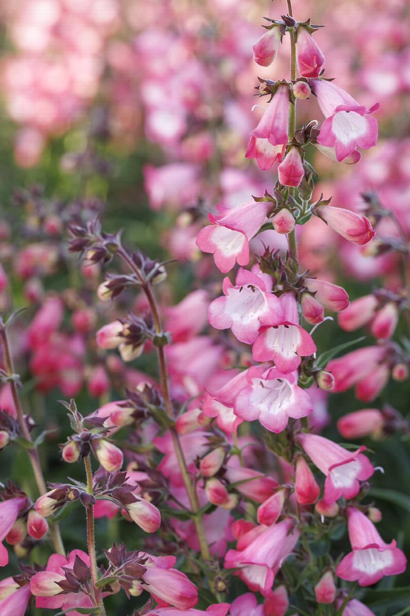 Harlequin™ Pink Beardtongue