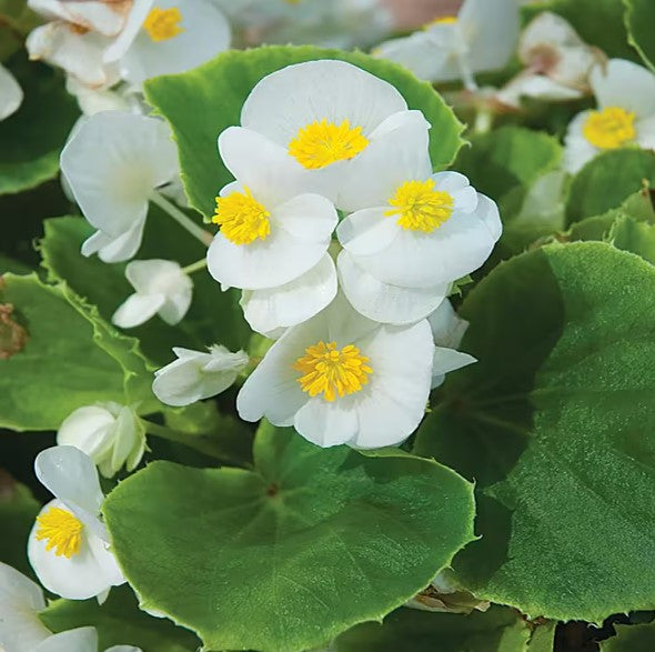 Begonia Greenleaf