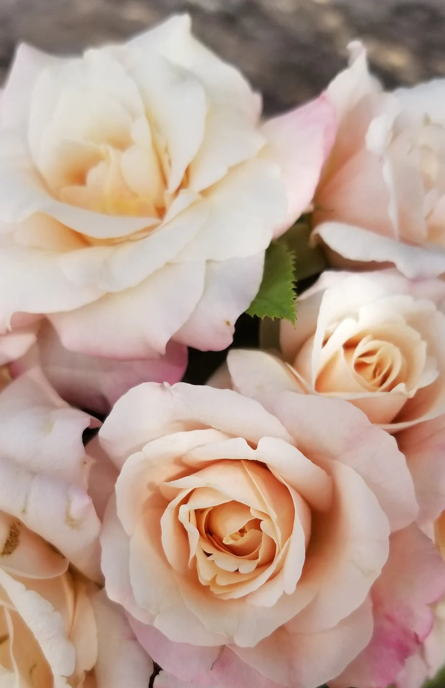 ROSE BELINDA'S BLUSH
