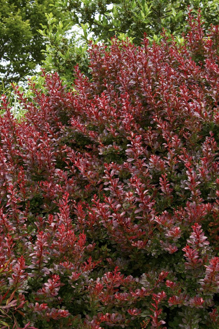 Cherry Bomb® Japanese Barberry