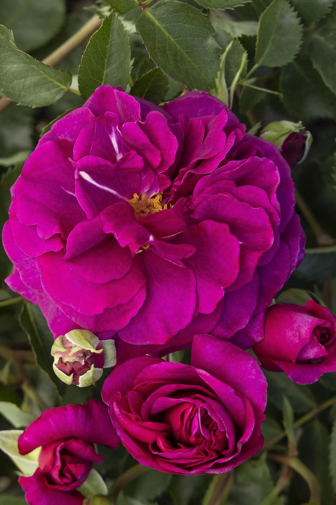 Rose (‘Eau De Parfum Berry’)