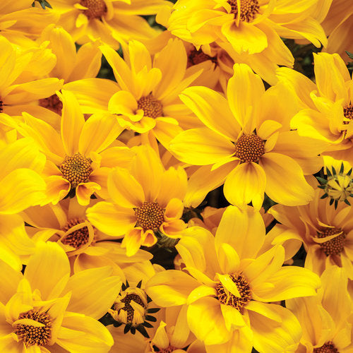 Goldilocks Rocks® Bidens ferulifolia PW