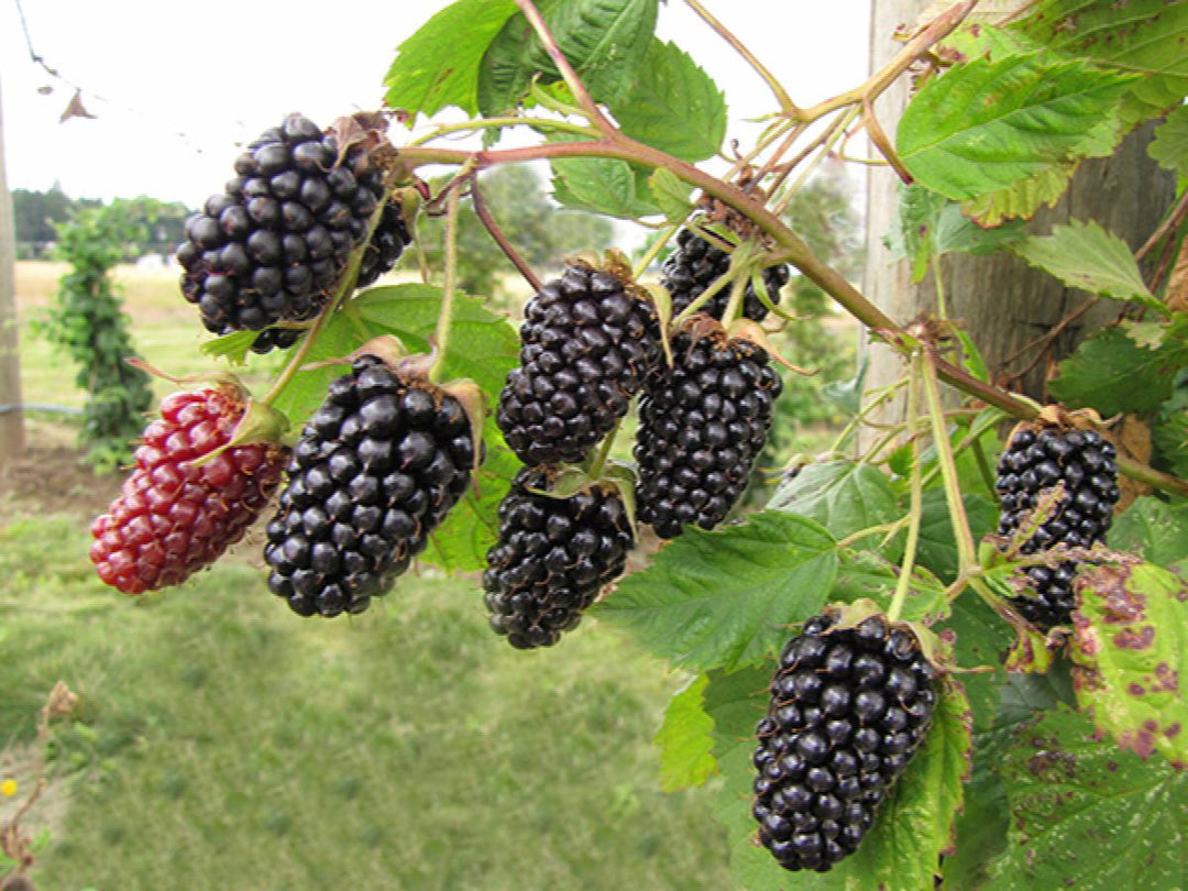 Columbia Star Thornless Blackberry