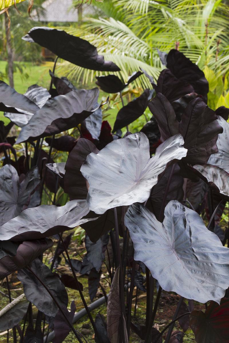 elephant ears plant black Royal Hawaiian® Black Coral Elephant Ear
