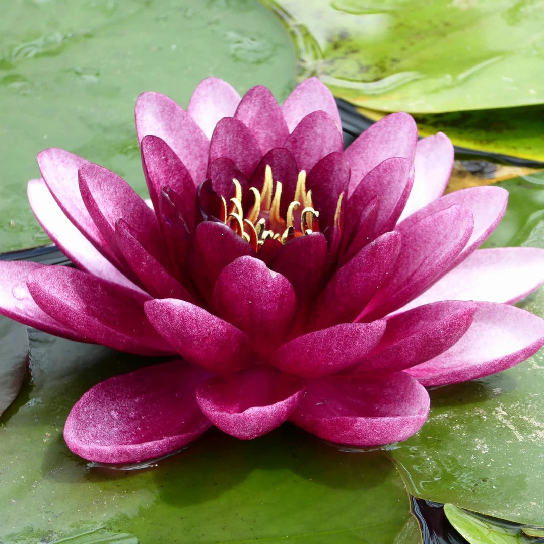 black water lily flower Nymphaea Water Lily Almost Black