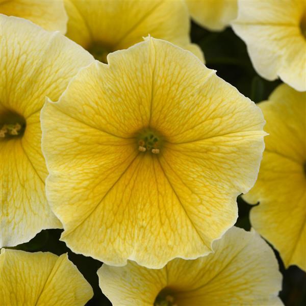 Bee's Knees Petunia LOCALLY GROWN