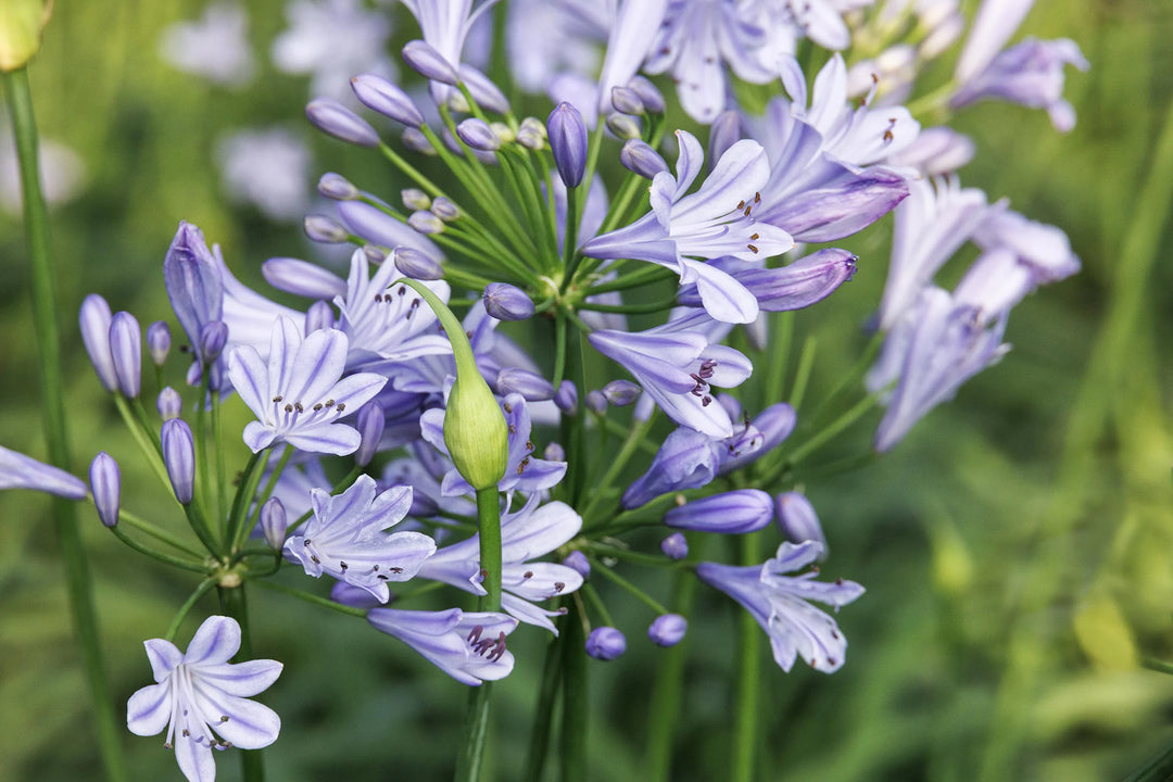 Blue Storm , Agapanthus
