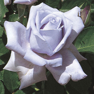 ROSE BLUE GIRL