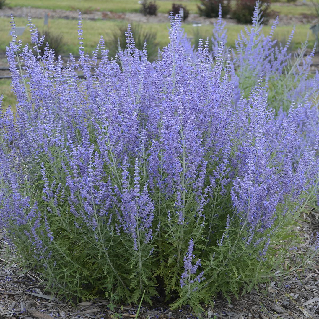 Blue Jean Baby Russian Sage