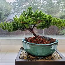 bonsai tree puerto rico BONSAI TRADITIONAL JUNIPER TREE Large