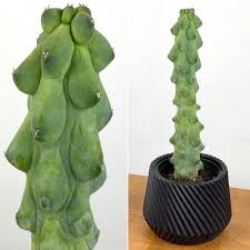 Boobie Cactus COLLECTOR PLANT