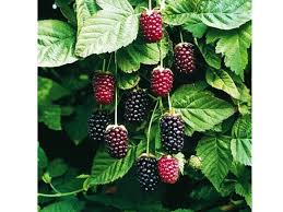 BOYSENBERRY Vine