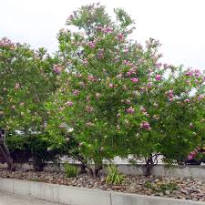 Desert Willow Bubba