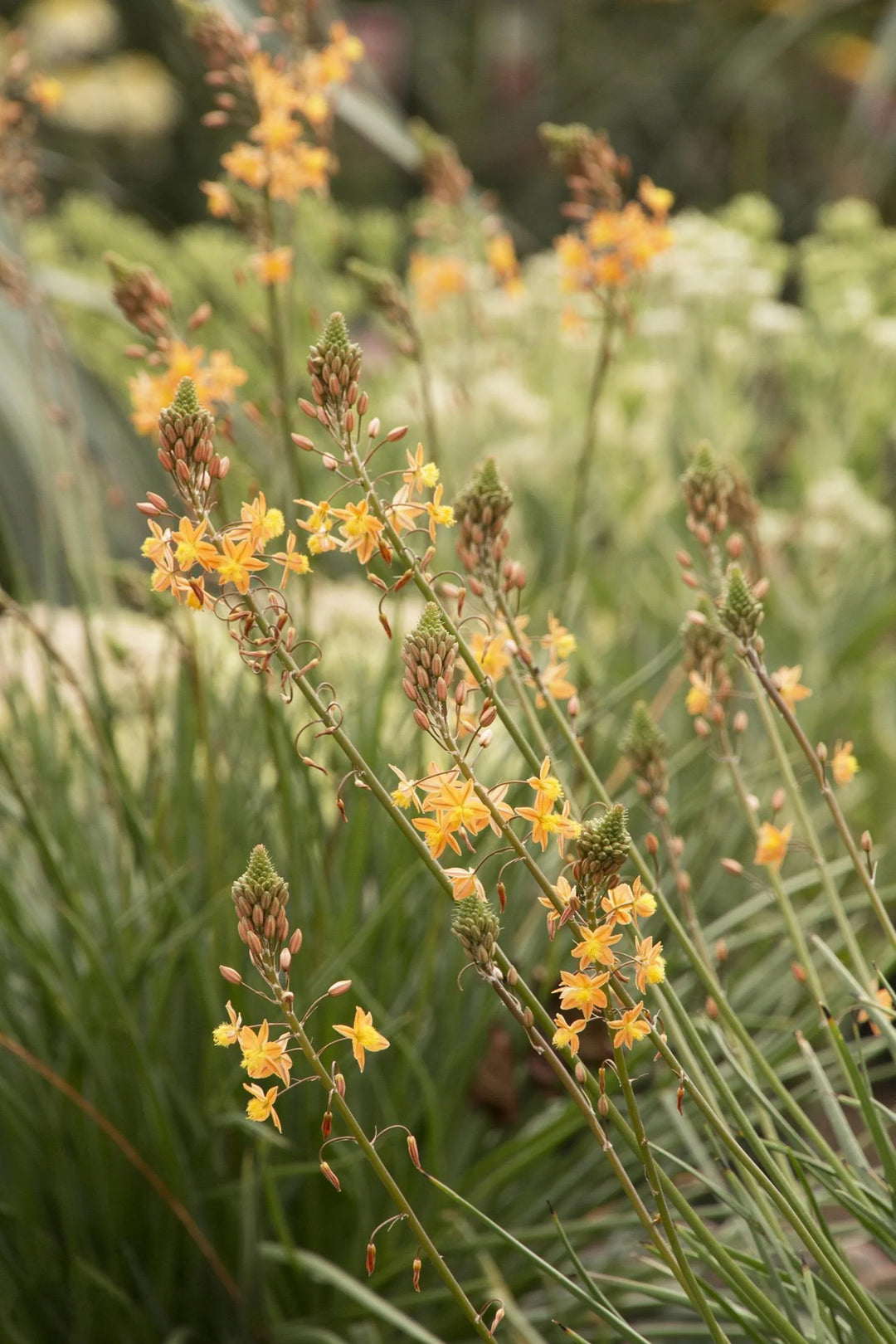 Bulbine
