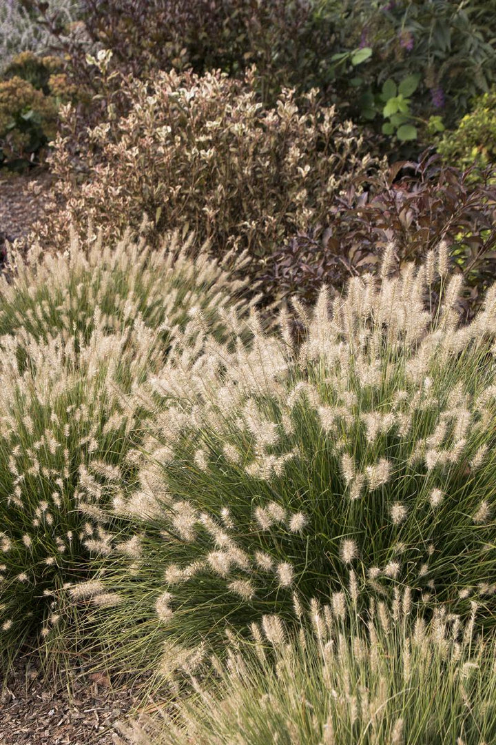 Little Bunny Dwarf Fountain Grass