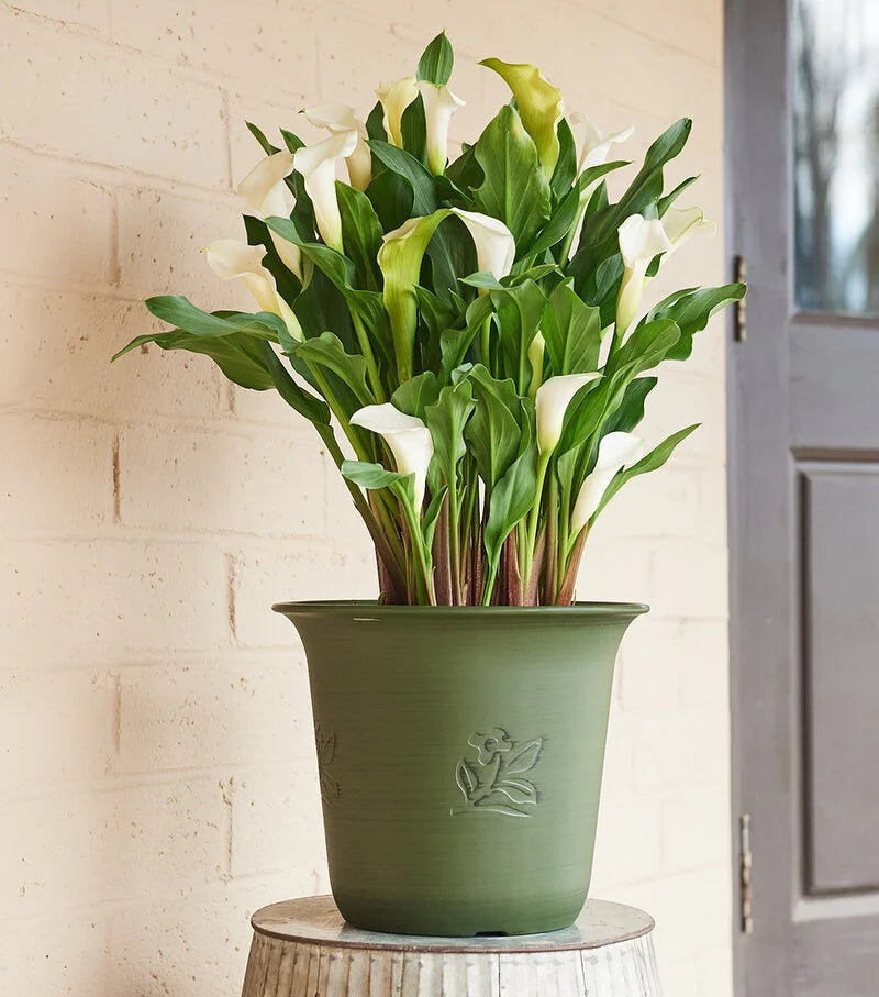 Captain White , Calla Lily