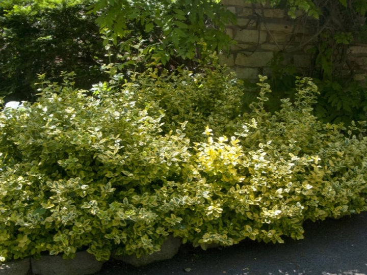 Canadale Gold Wintercreepe, Eunoymous