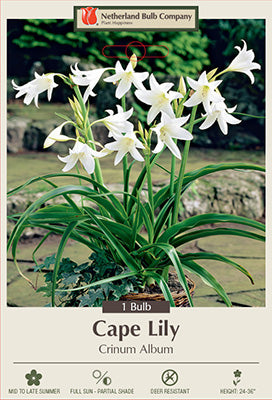 CRINUM POWELLI ALBUM