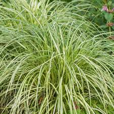 Moon Falls Sedge
