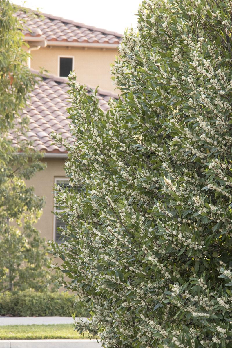 Bright 'N Tight™ Carolina Laurel