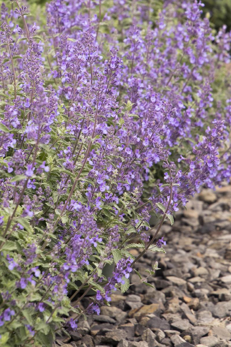 Walker's Low Catmint