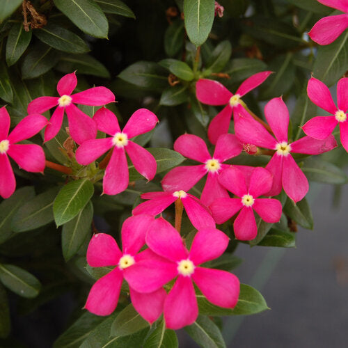 Soiree Kawaii® Coral Reef Vinca Catharanthus hybrid PW