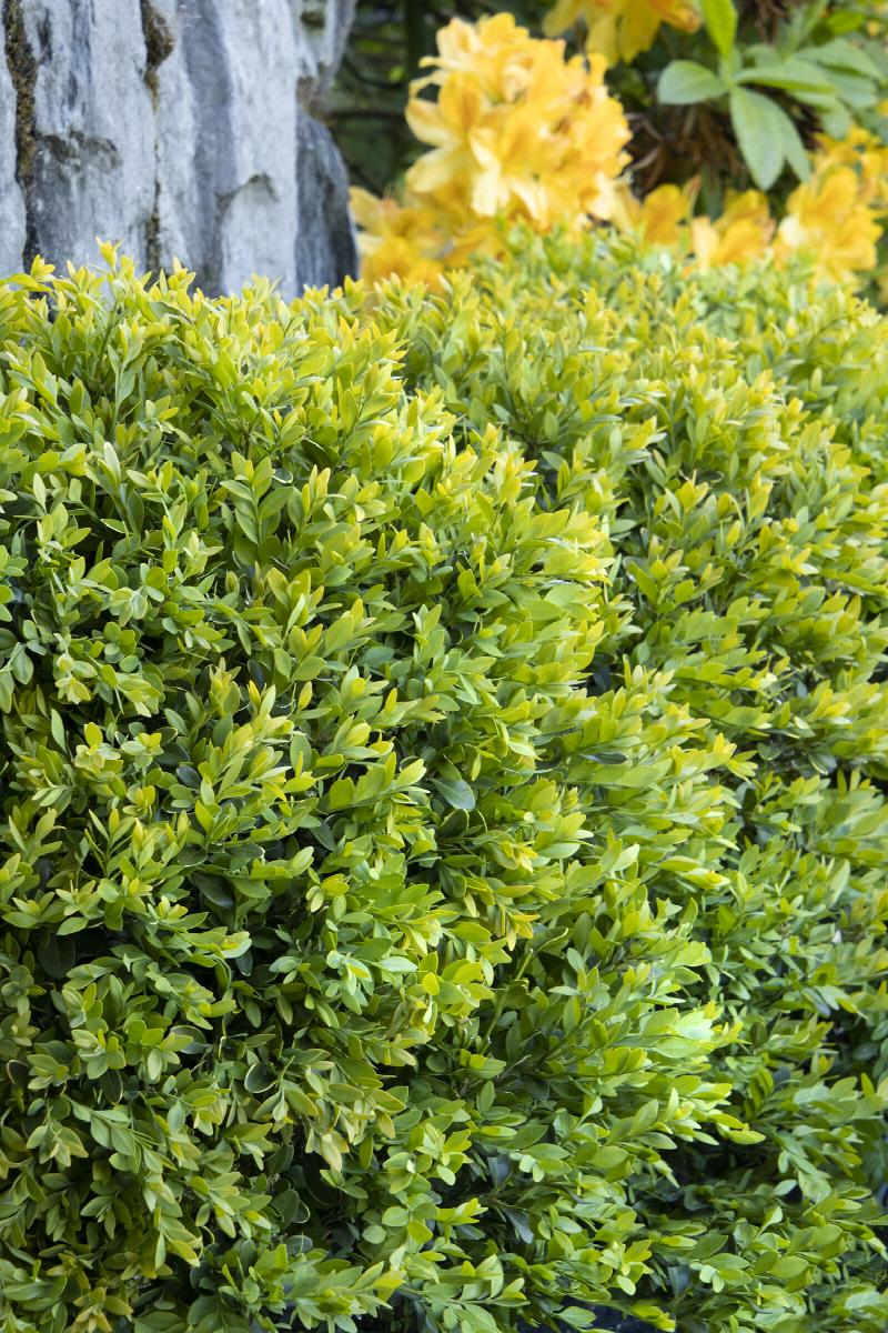 Buxus 'Chicago hardy' Boxwood