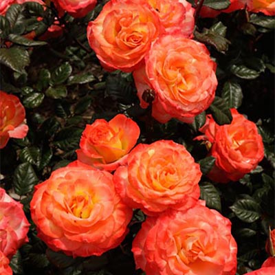 ROSE CHIHULY