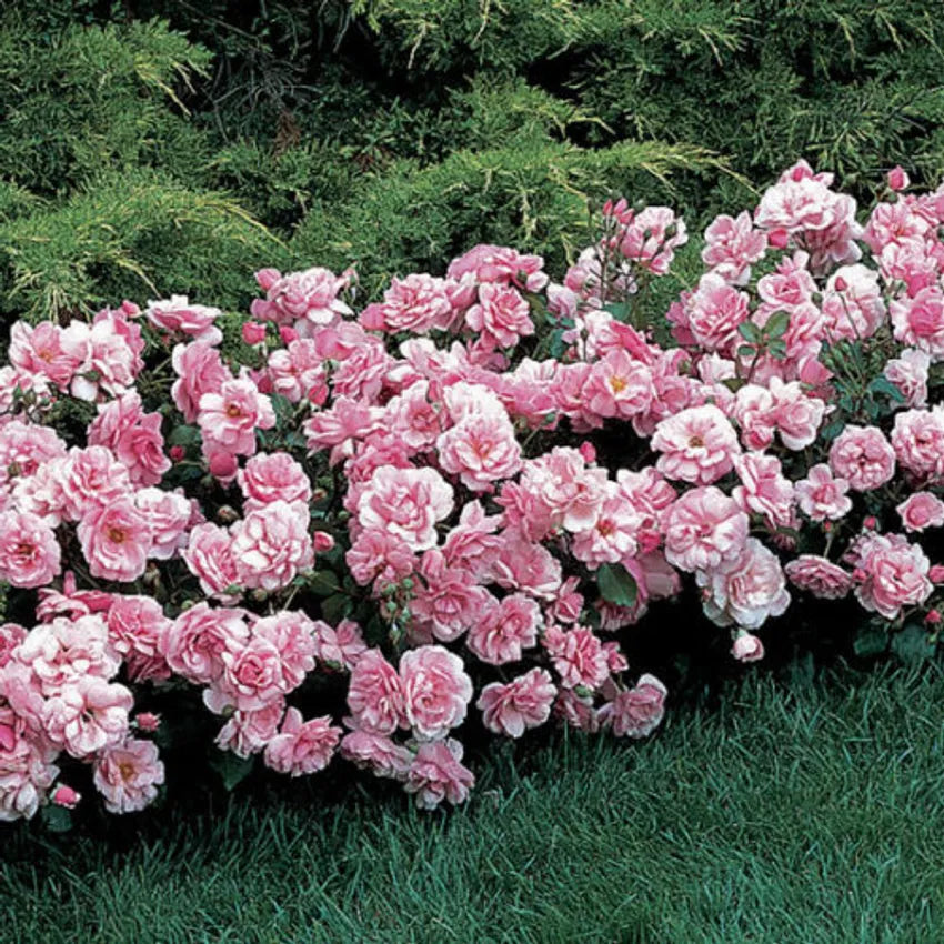 ROSE CHINA DOLL