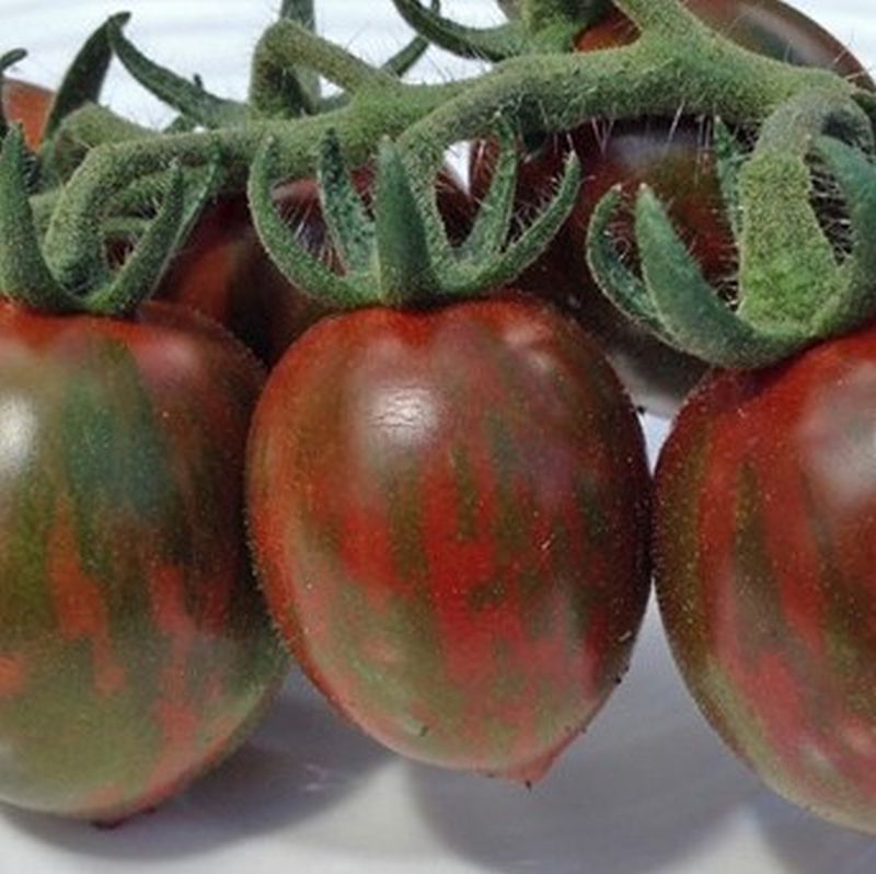 Tomato Chocolate Sprinkles LOCALLY GROWN