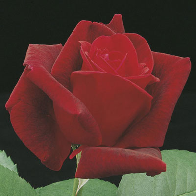 ROSE CHRYSLER IMPERIAL
