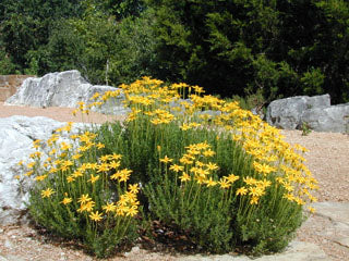 Chrysactinia mexicana