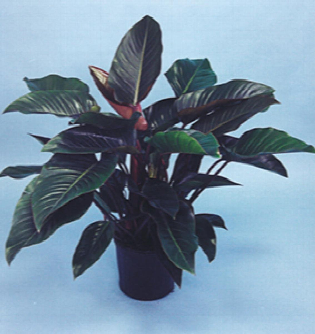 Rojo Congo Philodendron