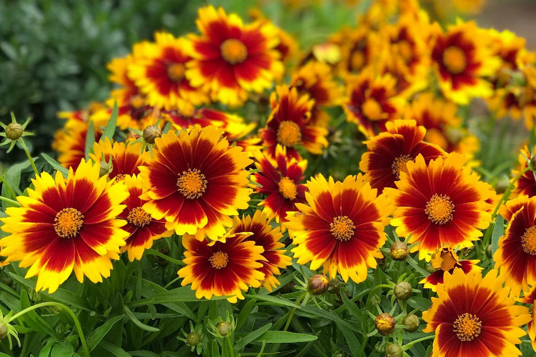 UpTick™ Gold & Bronze Coreopsis