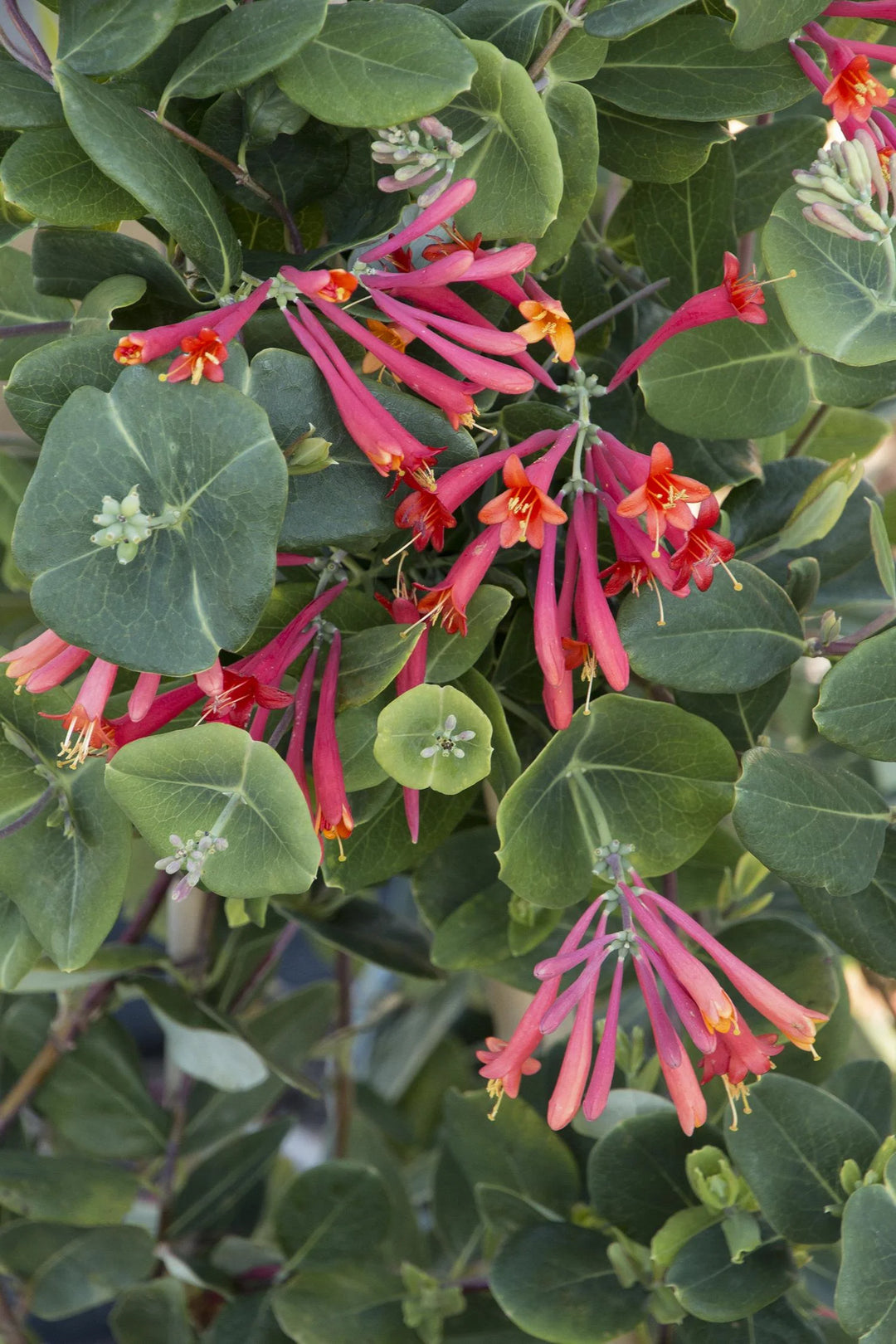 Coral Honeysuckle