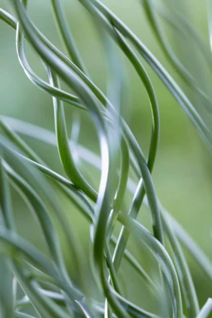 GIANT CORKSCREW JUNCUS