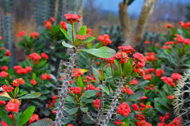crown of thorns succulent 10" CROWN OF THORNS