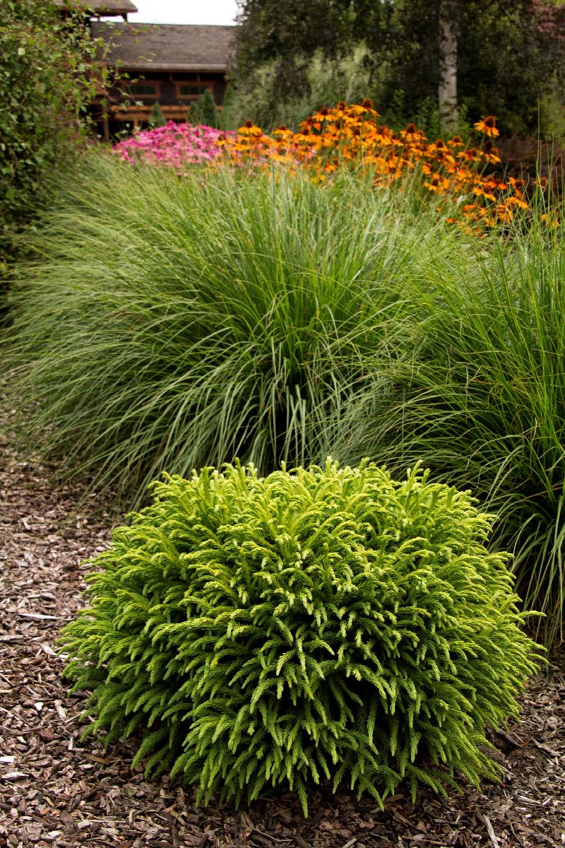Dwarf Japanese Cedar