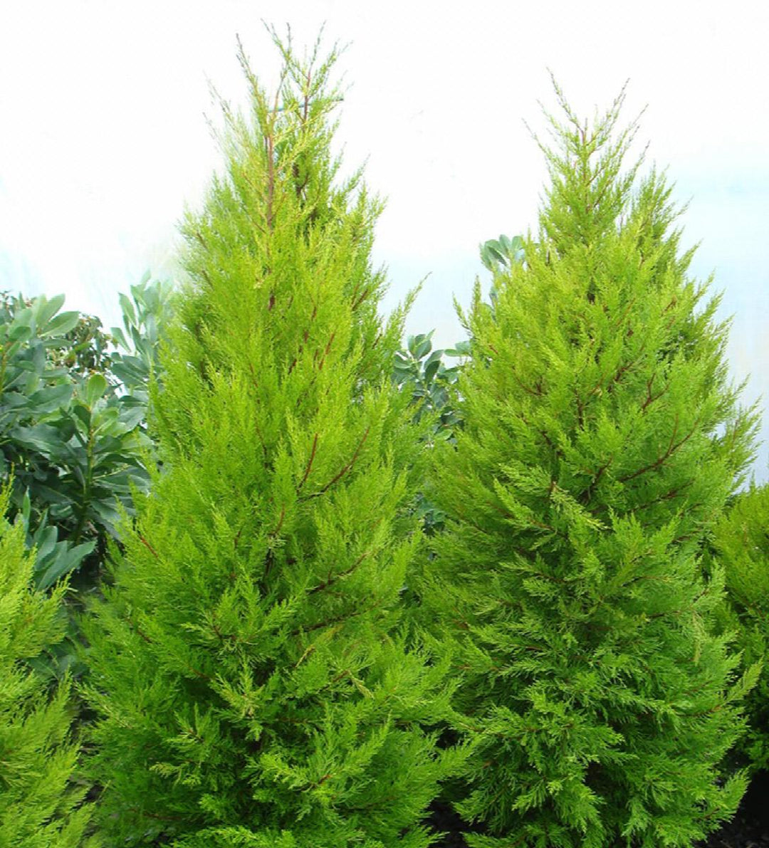 Donard Gold Monterey Cypress